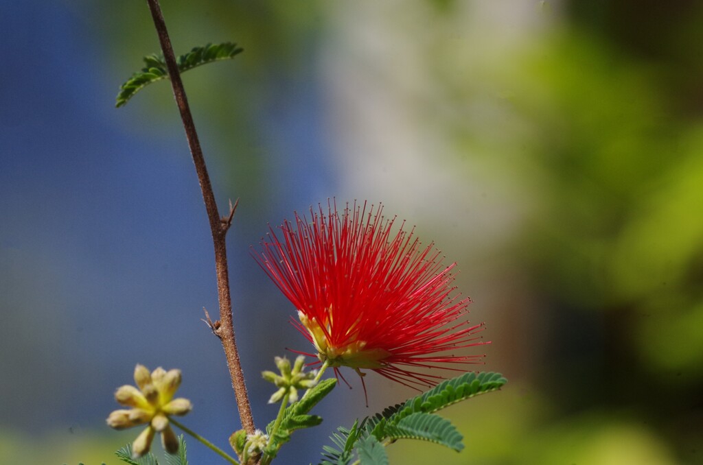 温室の花
