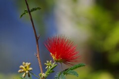 温室の花