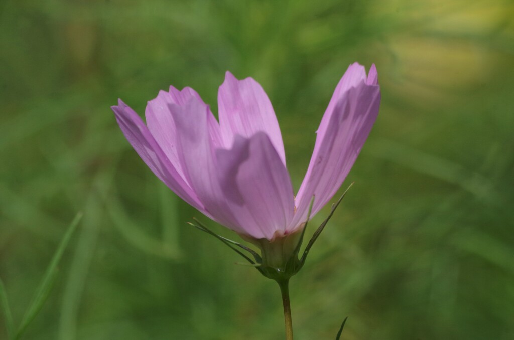 秋桜