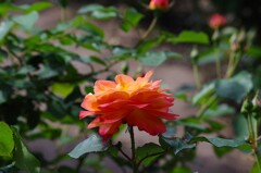 オレンジ色の薔薇