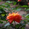 オレンジ色の薔薇