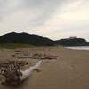 流木