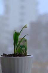 雪の中のスノードロップ