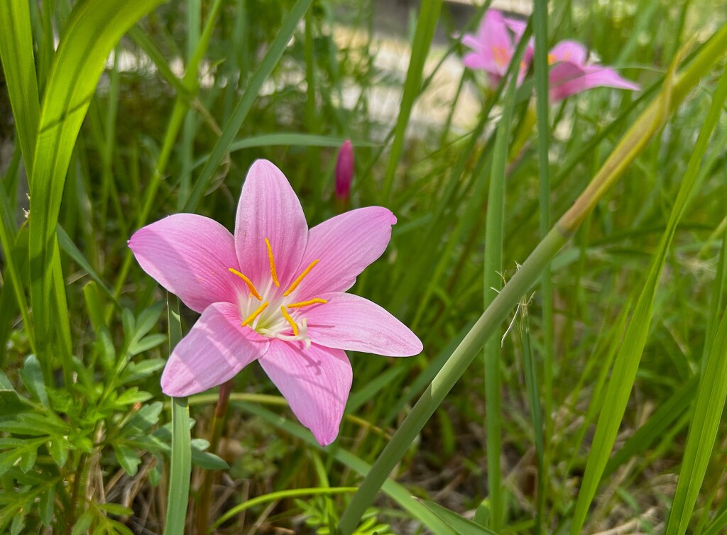 ピンクの花　ゼフィランサス