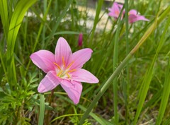 ピンクの花　ゼフィランサス