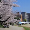 お花見日和