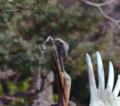 水を飲む