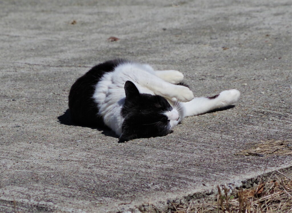 ゴロゴロして猫の日