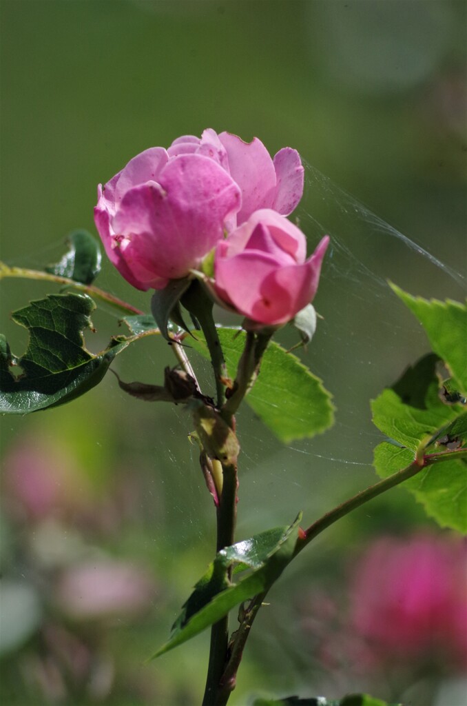 薔薇3