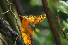 ヒョウモンチョウ