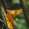 ヒョウモンチョウ
