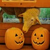 ハロウィン2