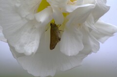 チャバネセセリ