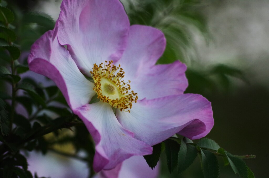 コスモスのような薔薇