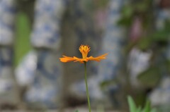 キバナコスモス