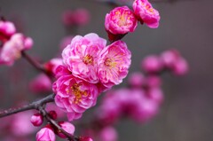 荒子川公園梅7