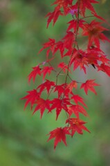 紅葉2