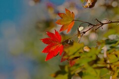 映える紅色