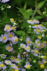 野の花