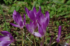 ピンクのお花