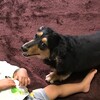 在りし日のミッキー