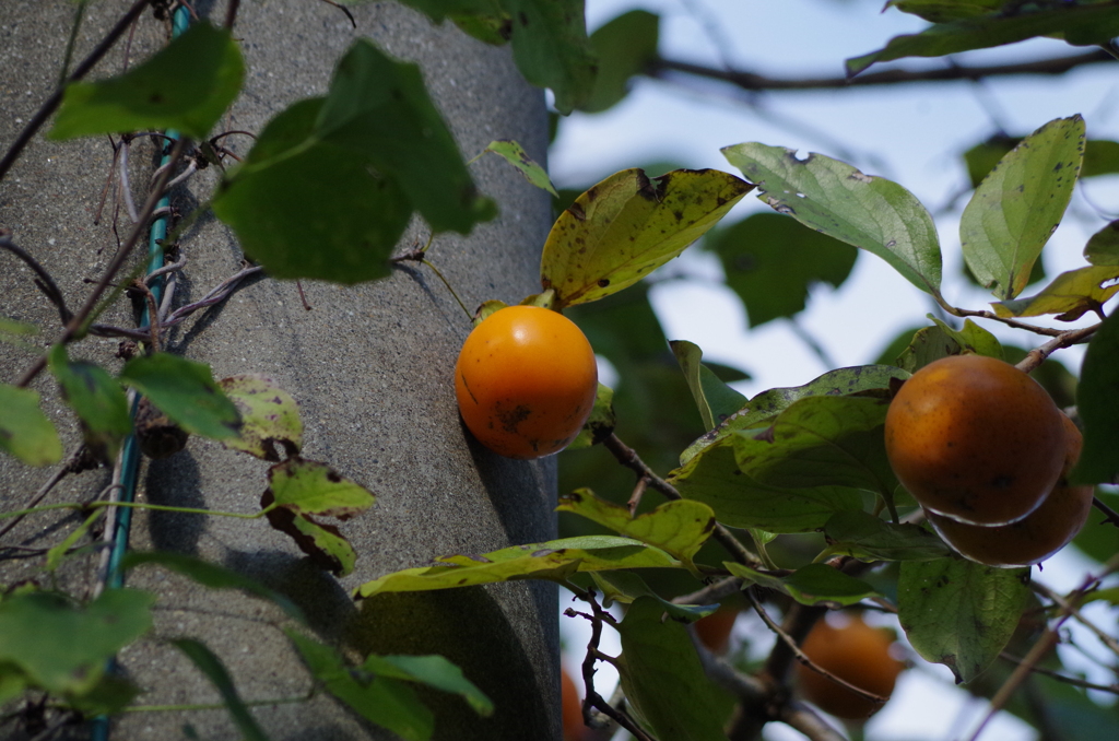柿・・・　電信柱に寄り添って