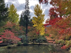 紅葉1
