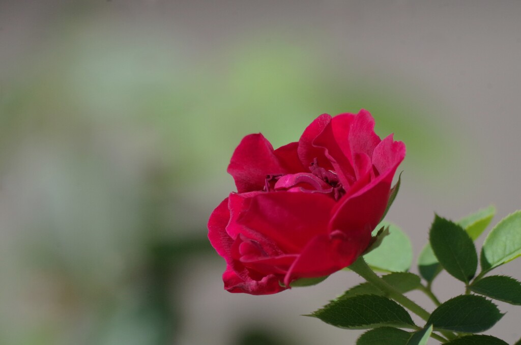 秋の薔薇