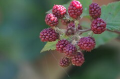 ブラックベリー