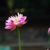 蓮の花