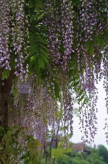 藤の花2