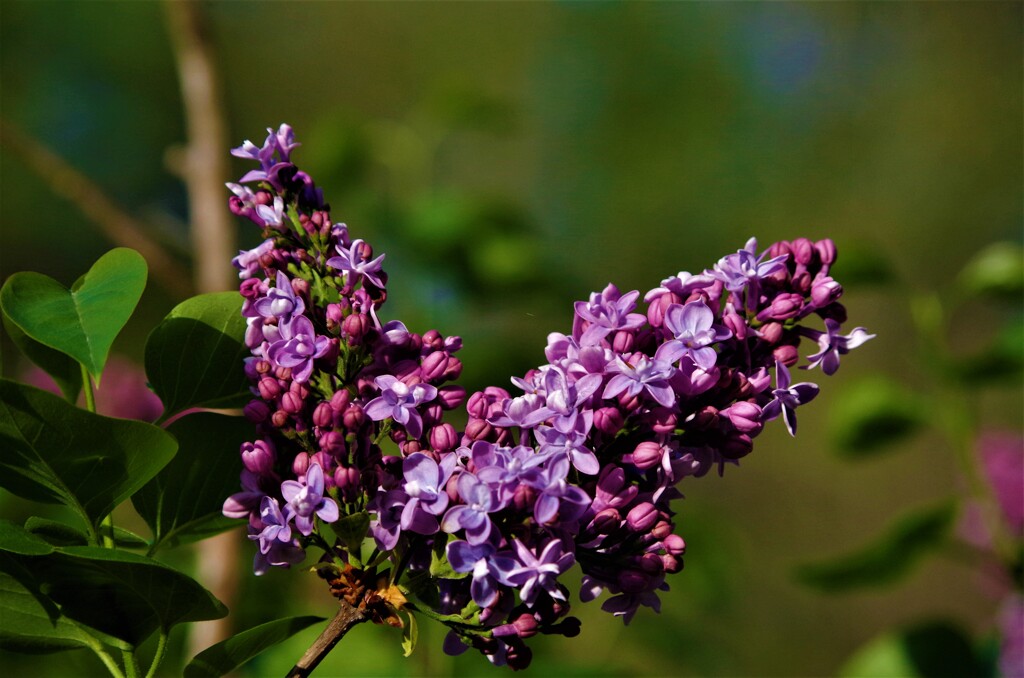 ハートのライラック