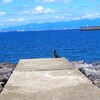 海鳥