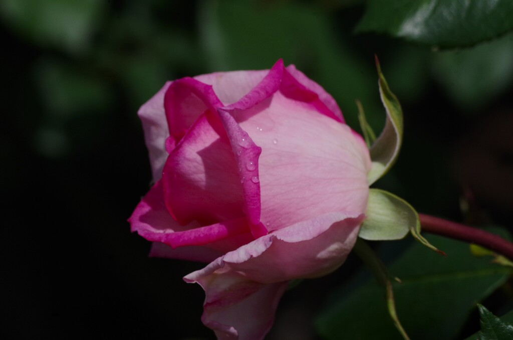 薔薇8
