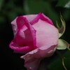 薔薇8