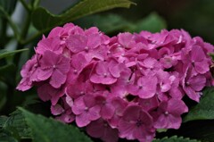 ハートのアジサイ