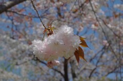 八重桜3