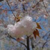 八重桜3