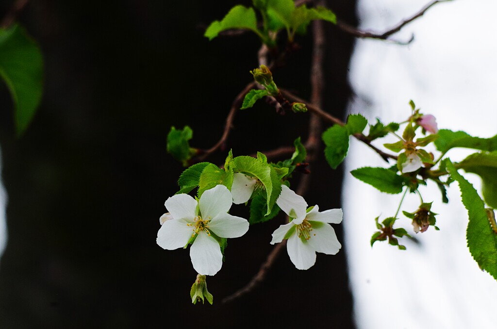 四季桜