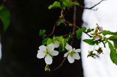 四季桜