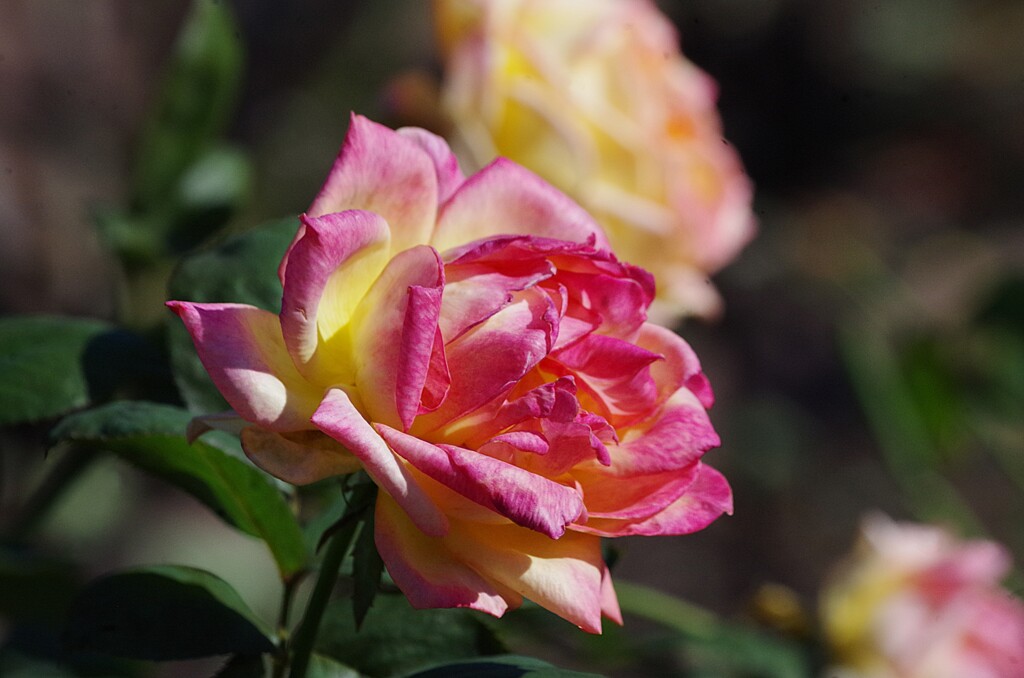 秋薔薇