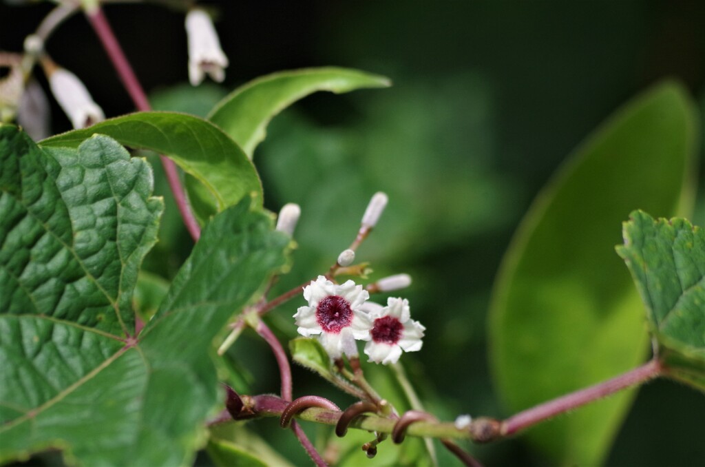 早乙女花（改名）