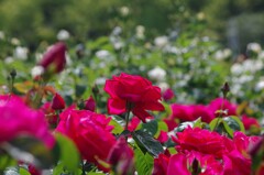 紅薔薇
