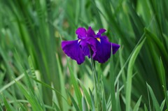 花菖蒲