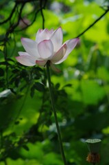 ハスの花