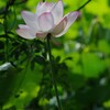 ハスの花