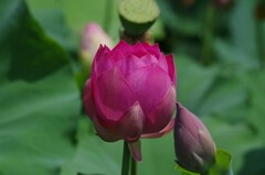 レンコンの花