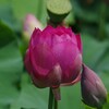 レンコンの花