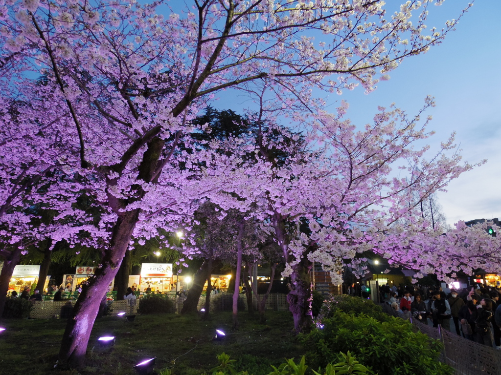 夜桜3