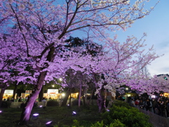 夜桜3